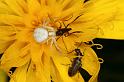 Misumena_vatia_D4942_Z_92_Les Gris_Frankrijk